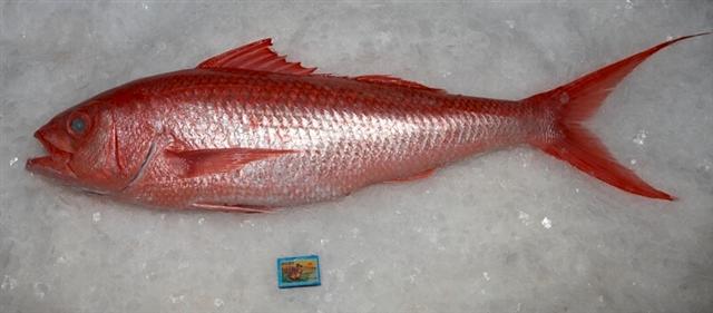 (Etelis Cuvier, 1828) Род ЭТЕЛИСЫ 4 вида